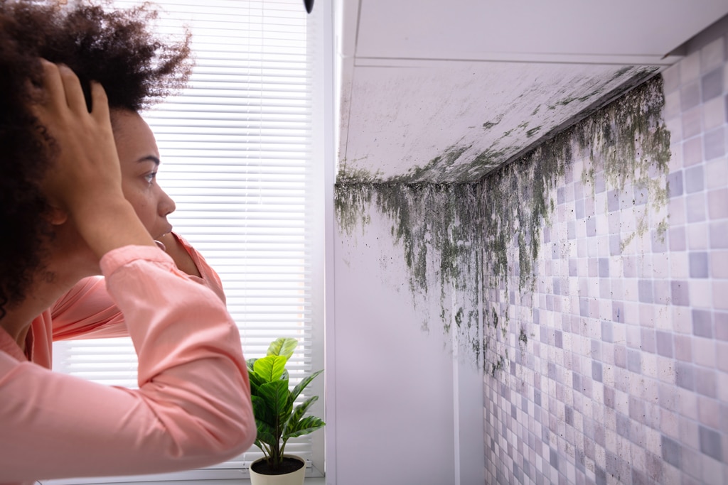 A Hard Pass: The 7 Dangers Of Buying A House With Mold 4 Black Mold Is Unsightly
