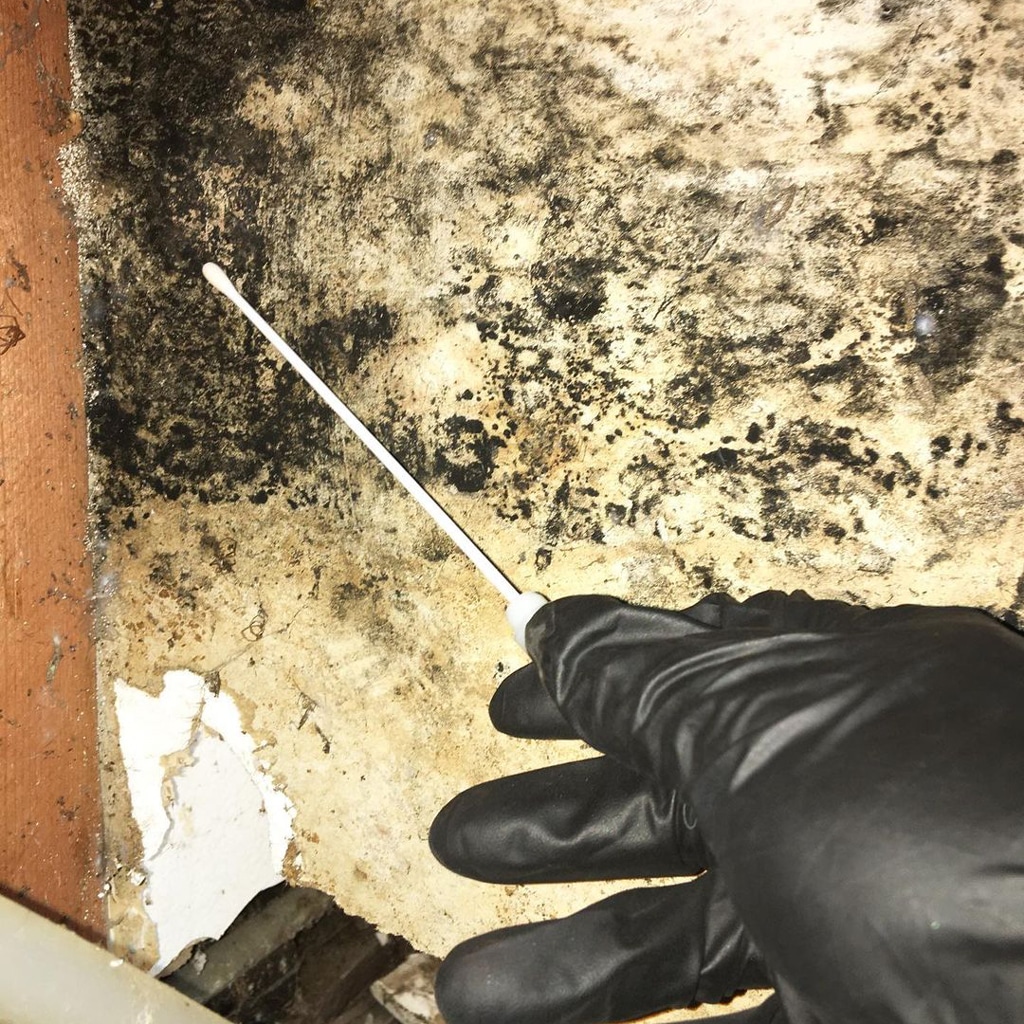 Managing Ideal Indoor Humidity Level To Prevent Mold Growth 6 Mold Can Destroy Your Property