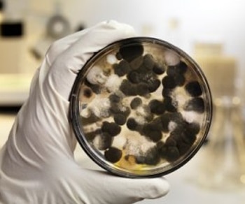 Air Quality Mold