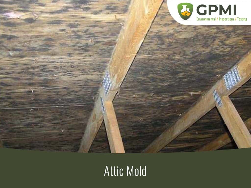 Attic Mold 1 Attic Mold
