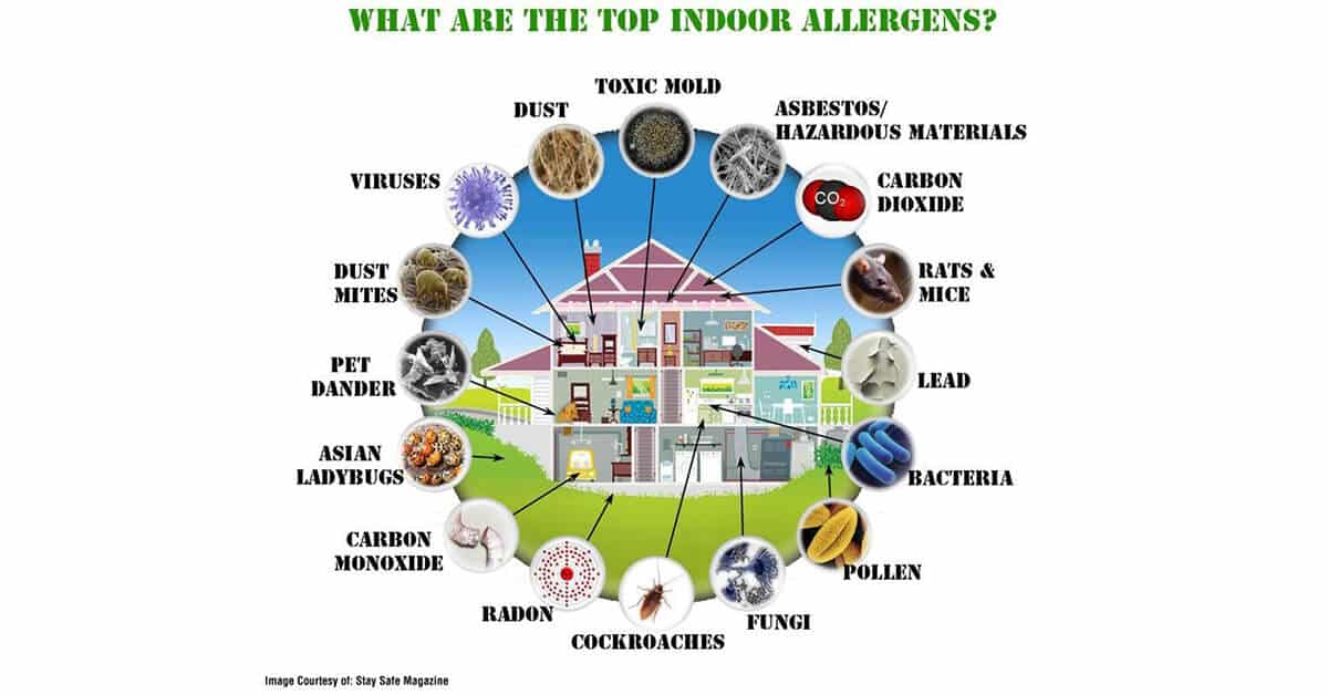 Top Indoor Allergens