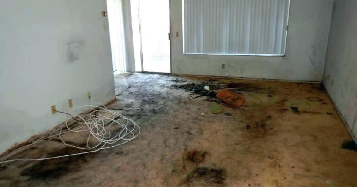 Mold In Car Carpet