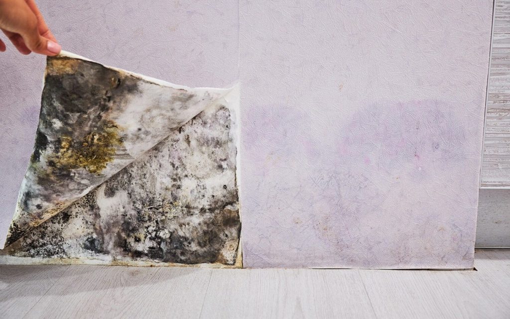 A Hard Pass: The 7 Dangers Of Buying A House With Mold 8 Mold On Wall