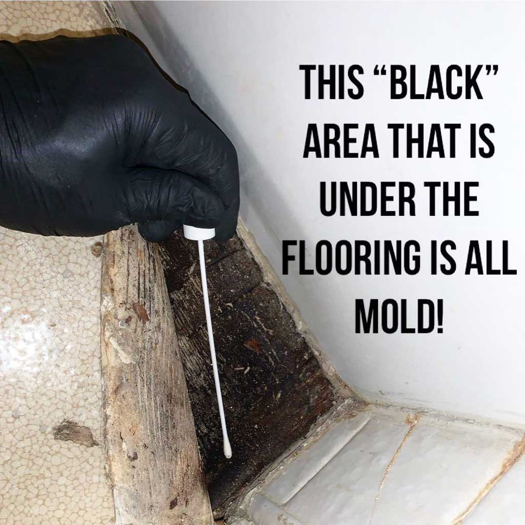 Black Mold Under The Flooring