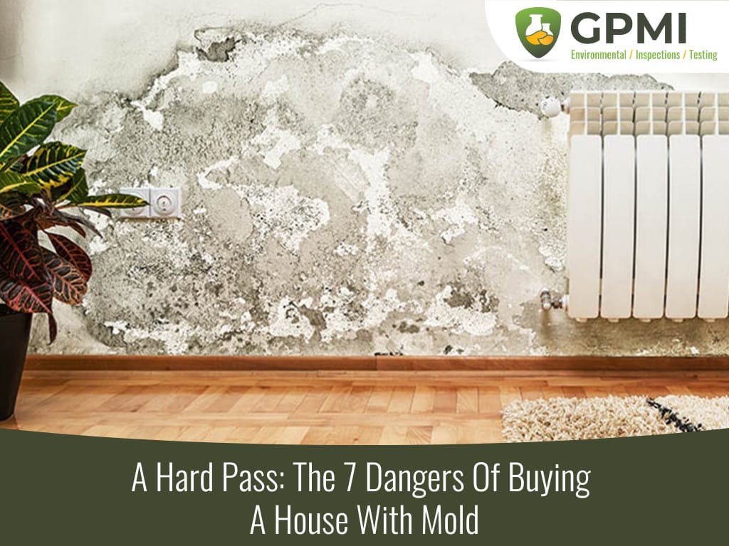 A Hard Pass: The 7 Dangers Of Buying A House With Mold 1 7 Dangers Of Buying House With Mold
