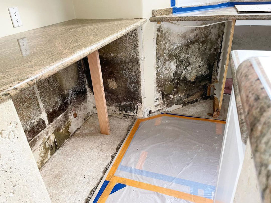 Dealing With Lyme Disease And Mold Illness 7 Check Your Home For Mold Growth