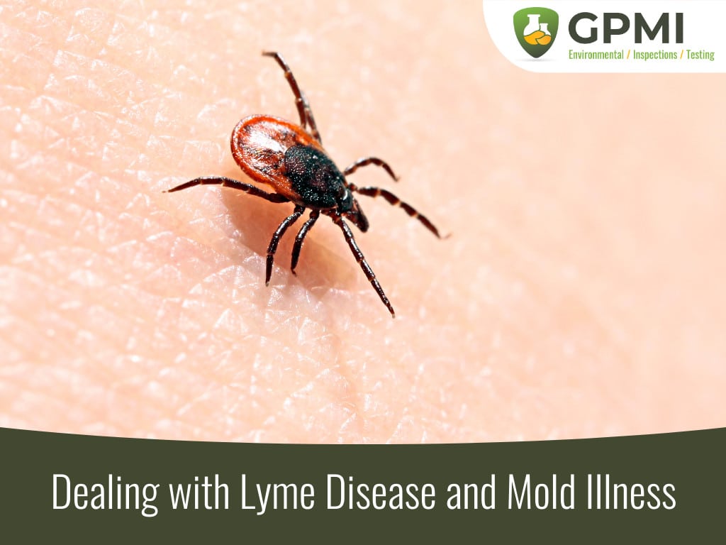 Dealing With Lyme Disease And Mold Illness 1 Dealing With Lyme Disease And Mold Illness