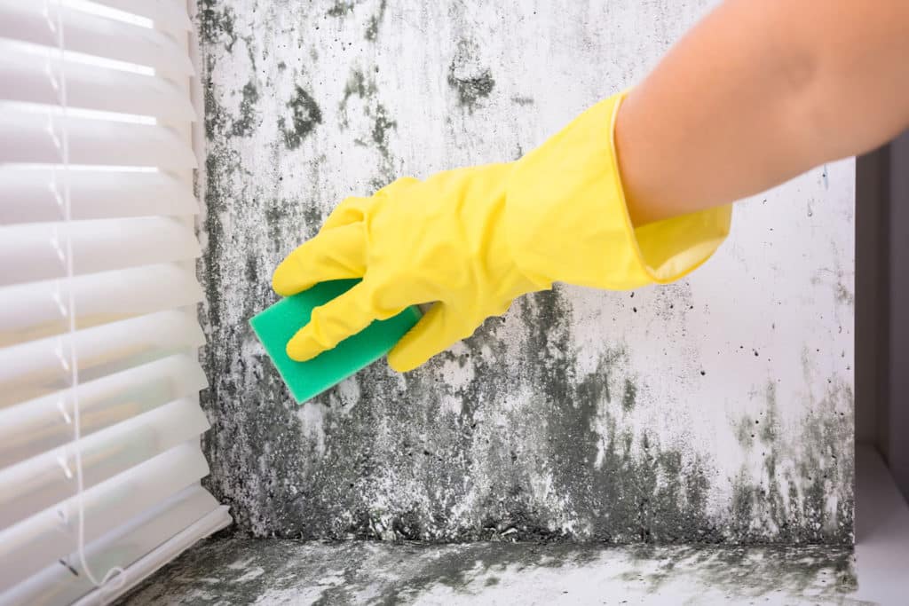 Cleaning House With Mold