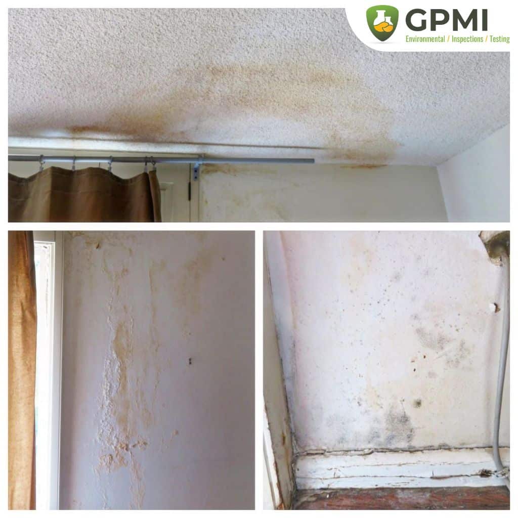 How Mold Can Affect The Value Of Your Property 5 Hidden Mold Growth Roof Leak