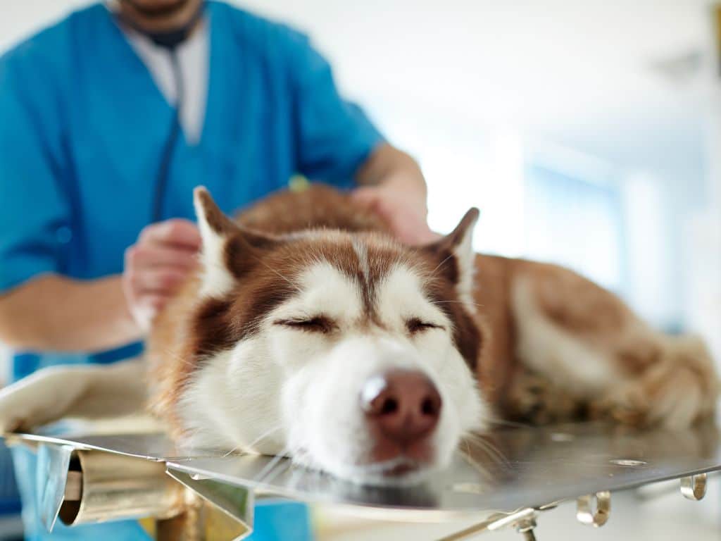 Mycotoxins And Mold: How Does It Affect You And Your Family? 14 House Pets Affected By Harmful Effects Of Mycotoxins