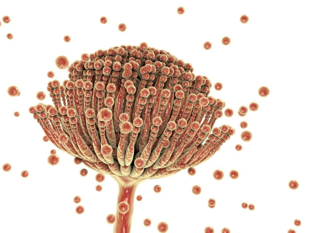 Mycotoxins And Mold: How Does It Affect You And Your Family? 2 What Are Mycotoxins