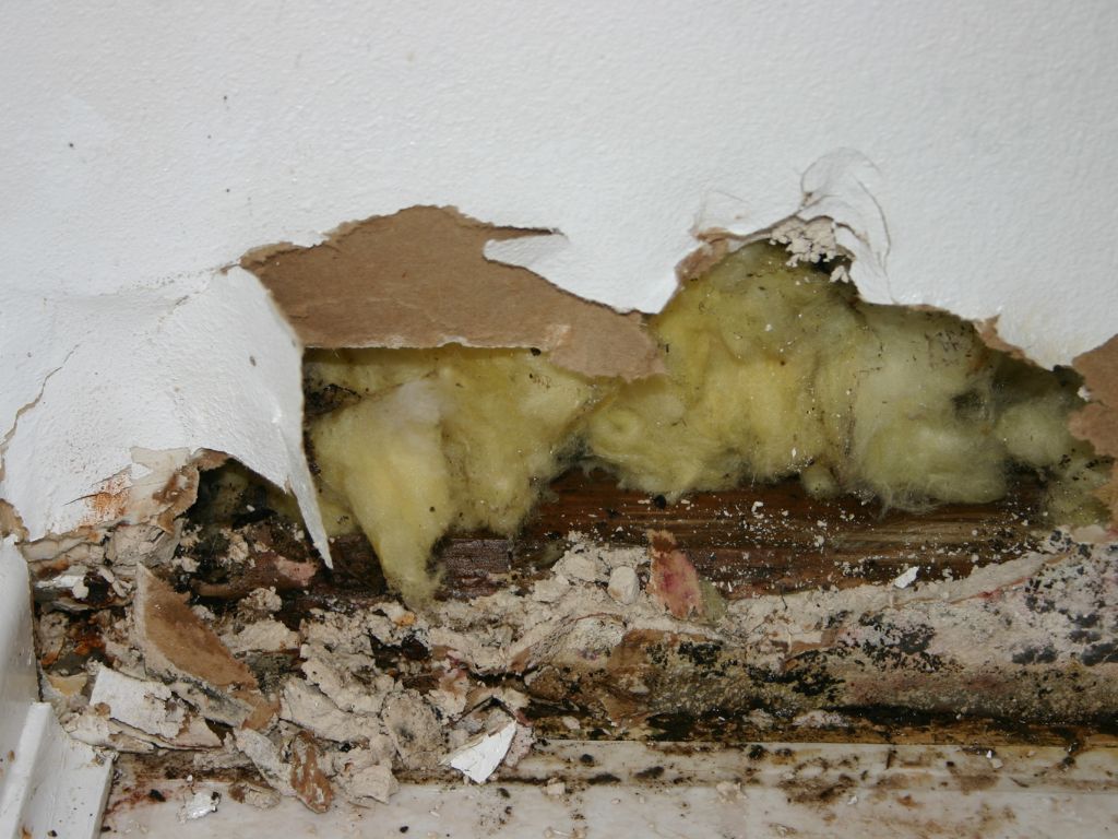 I Bought A House With Undisclosed Environmental Hazards – Now What? 2 Mold Damage