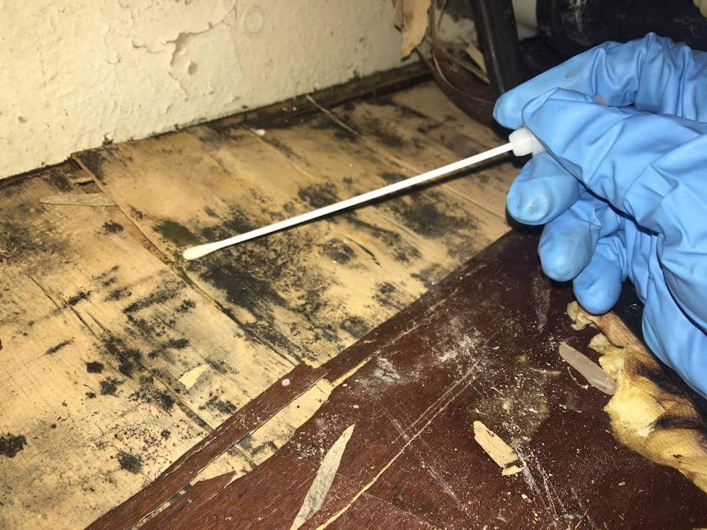 Disseminated Fungal Infections: Unveiling The Silent Threat 7 Mold Surface Sampling