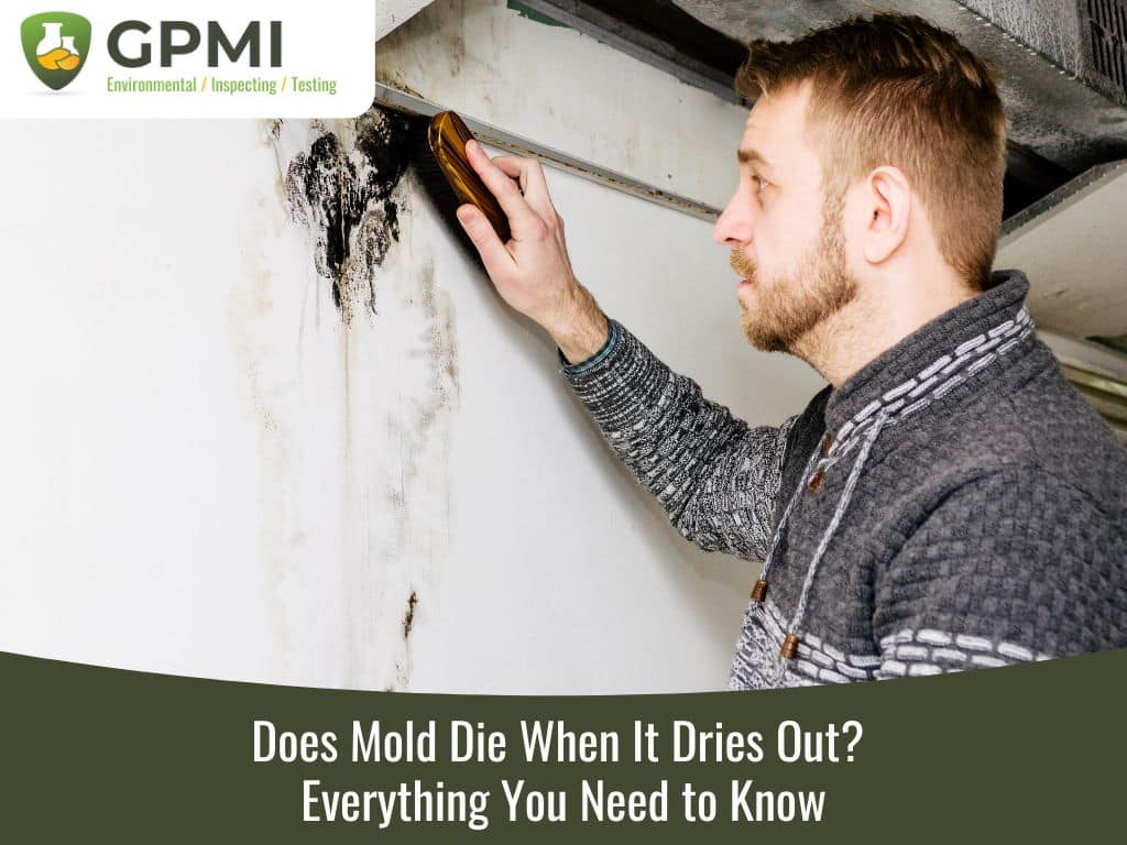 Does Mold Die When It Dries Out? Everything You Need To Know 1 Does Mold Die When It Dries Out?