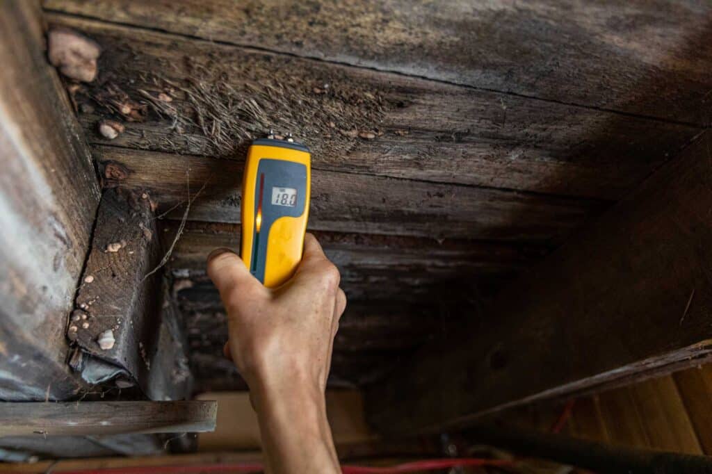 Does Mold Die When It Dries Out? Everything You Need To Know 5 Professional Mold Inspection