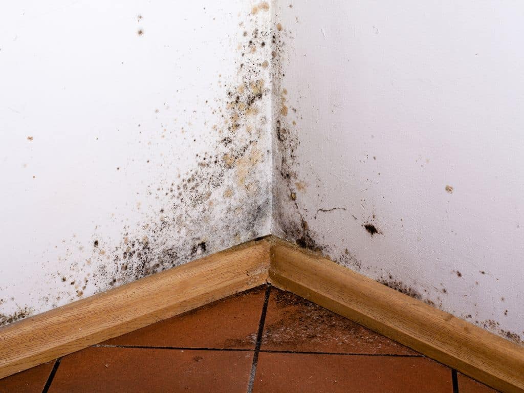 Does Mold Die When It Dries Out? Everything You Need To Know 2 What Causes Mold To Grow?