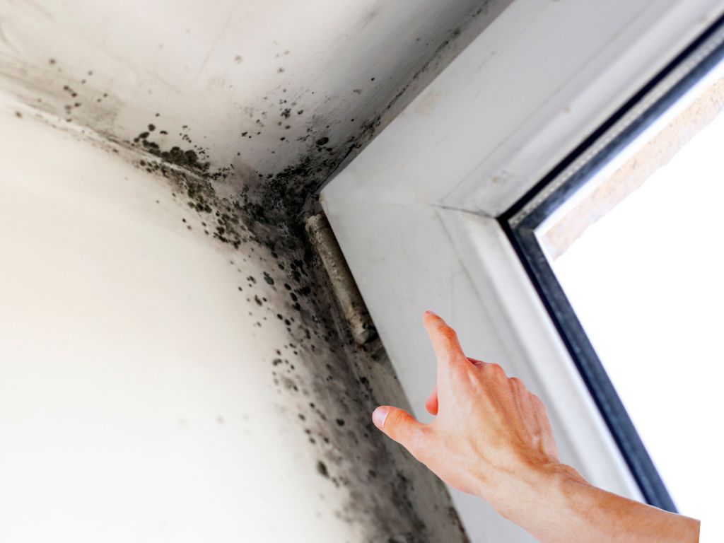 Can Black Mold Kill You? Exposure, Symptoms, Prevention 6 Professional Mold Inspection