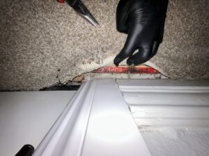Mold growth discovered beneath carpet edge and baseboard during inspection in Coto de Caza, CA.