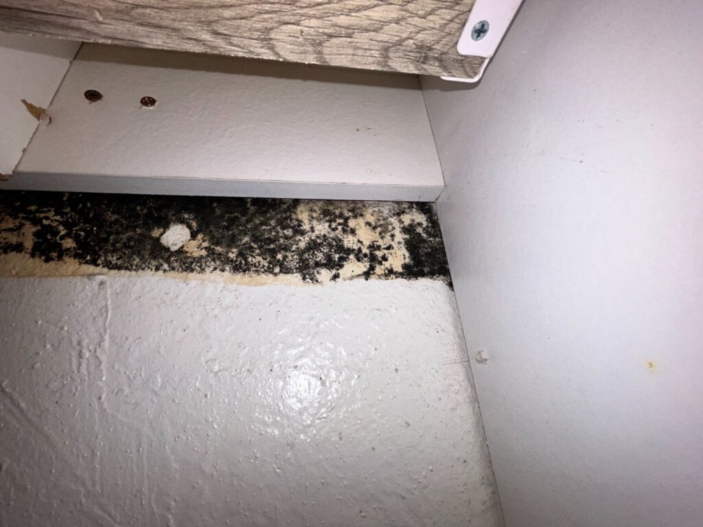 Black Mold Under Kitchen Sink Near Shelf And Hose.