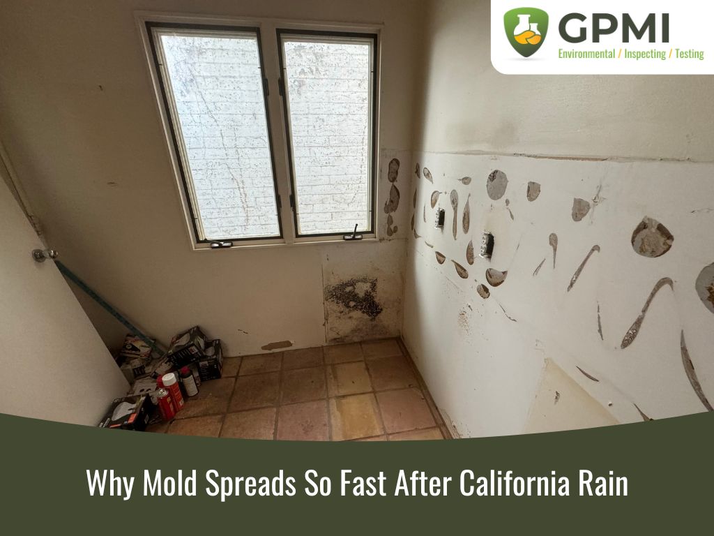 Why Mold Spreads So Fast After California Rain 1