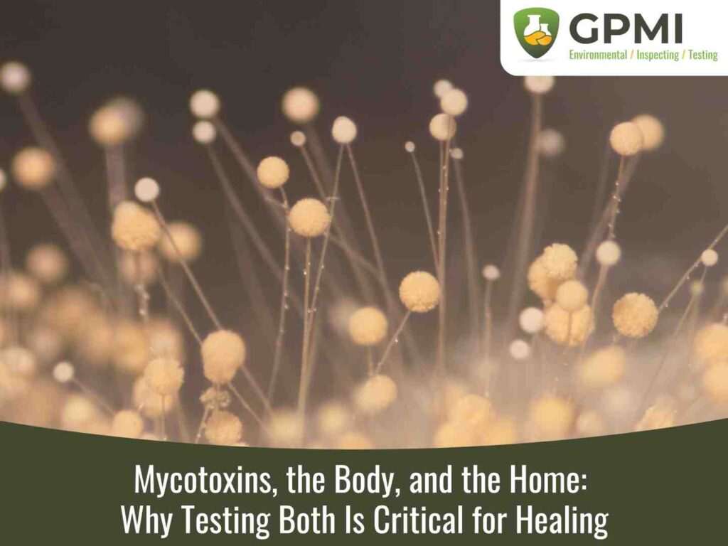 Mycotoxins, The Body, And The Home: Why Testing Both Is Critical For Healing 5