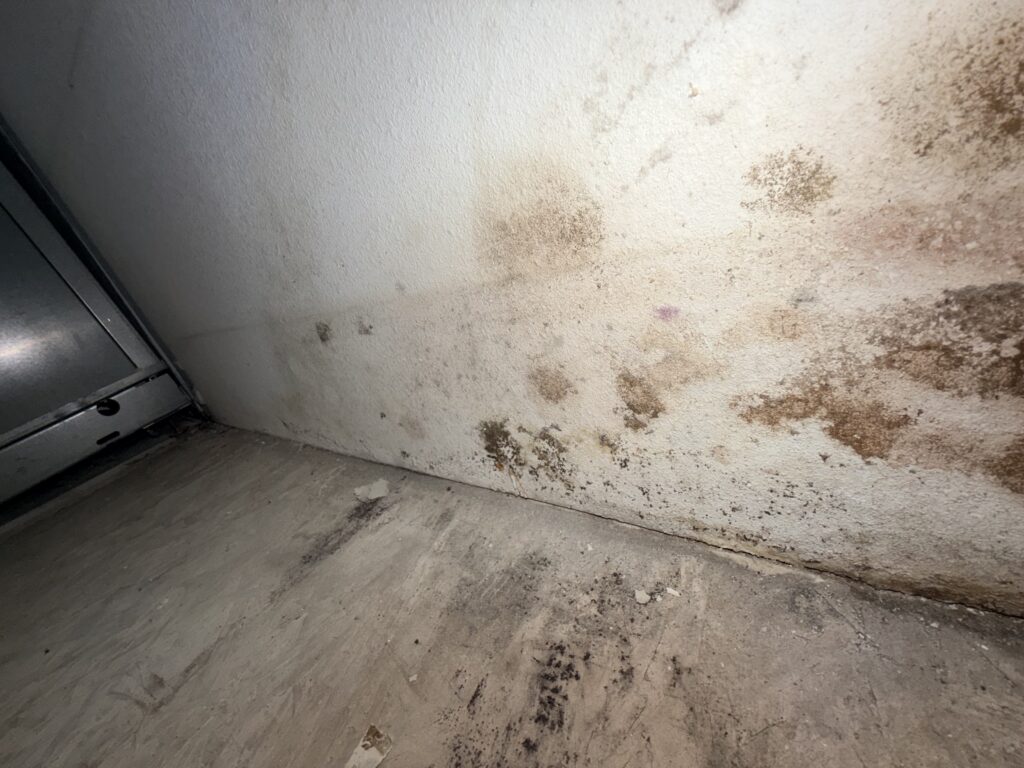 Mold Growth On Wall In Coastal Home’s Lower Level Due To Roof Leak Image Title: Mold Damage In Lower Level Of Coastal Home