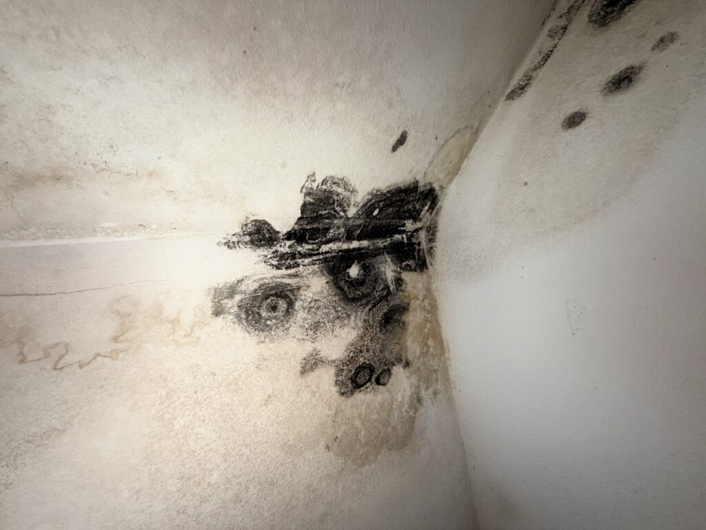 Close-Up Of Mold Spreading Along Corner Of Wall From Plumbing Leak Image Title: Mold Spreading Along Wall From Plumbing Leak
