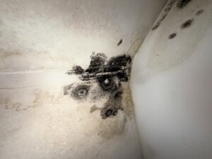 Close-Up Of Mold Spreading Along Corner Of Wall From Plumbing Leak Image Title: Mold Spreading Along Wall From Plumbing Leak
