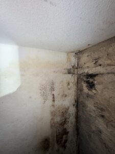 Visible Mold Damage From Window Failure In Coastal Home Image Title: Mold Damage Near Window In Coastal Home