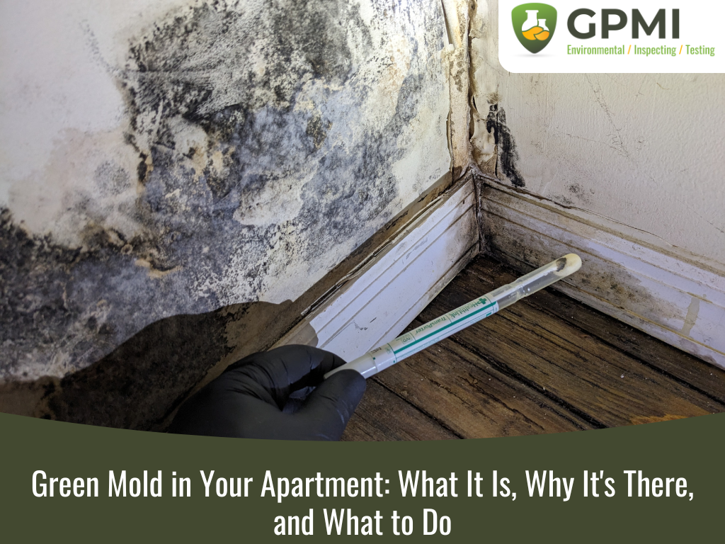 Green Mold In Apartment