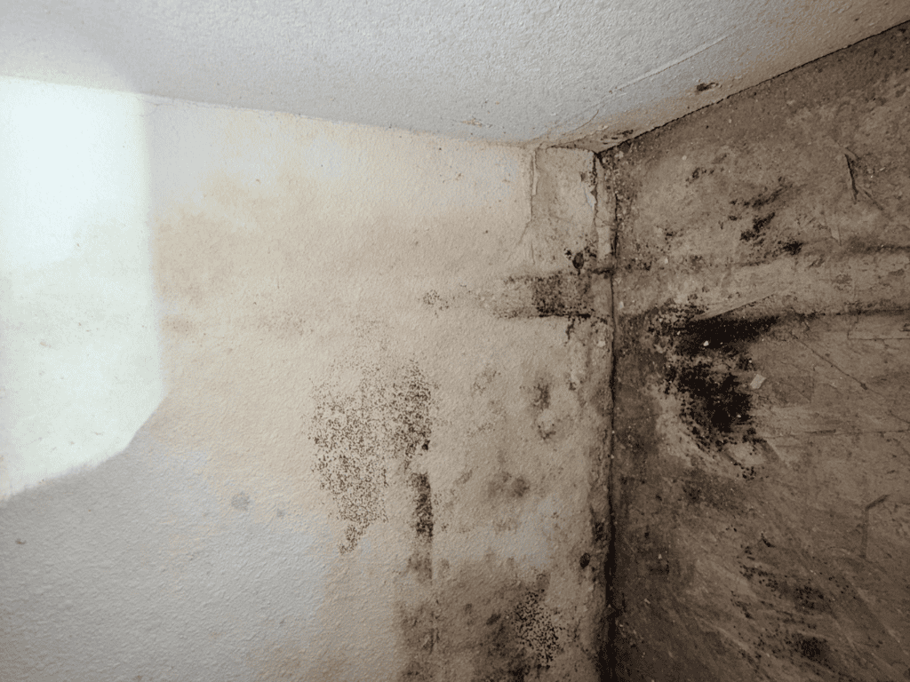 Black Mold Growth On Interior Wall Corner With Water Damage Stains