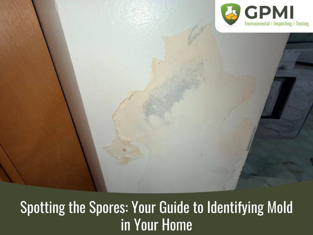 identify mold in home