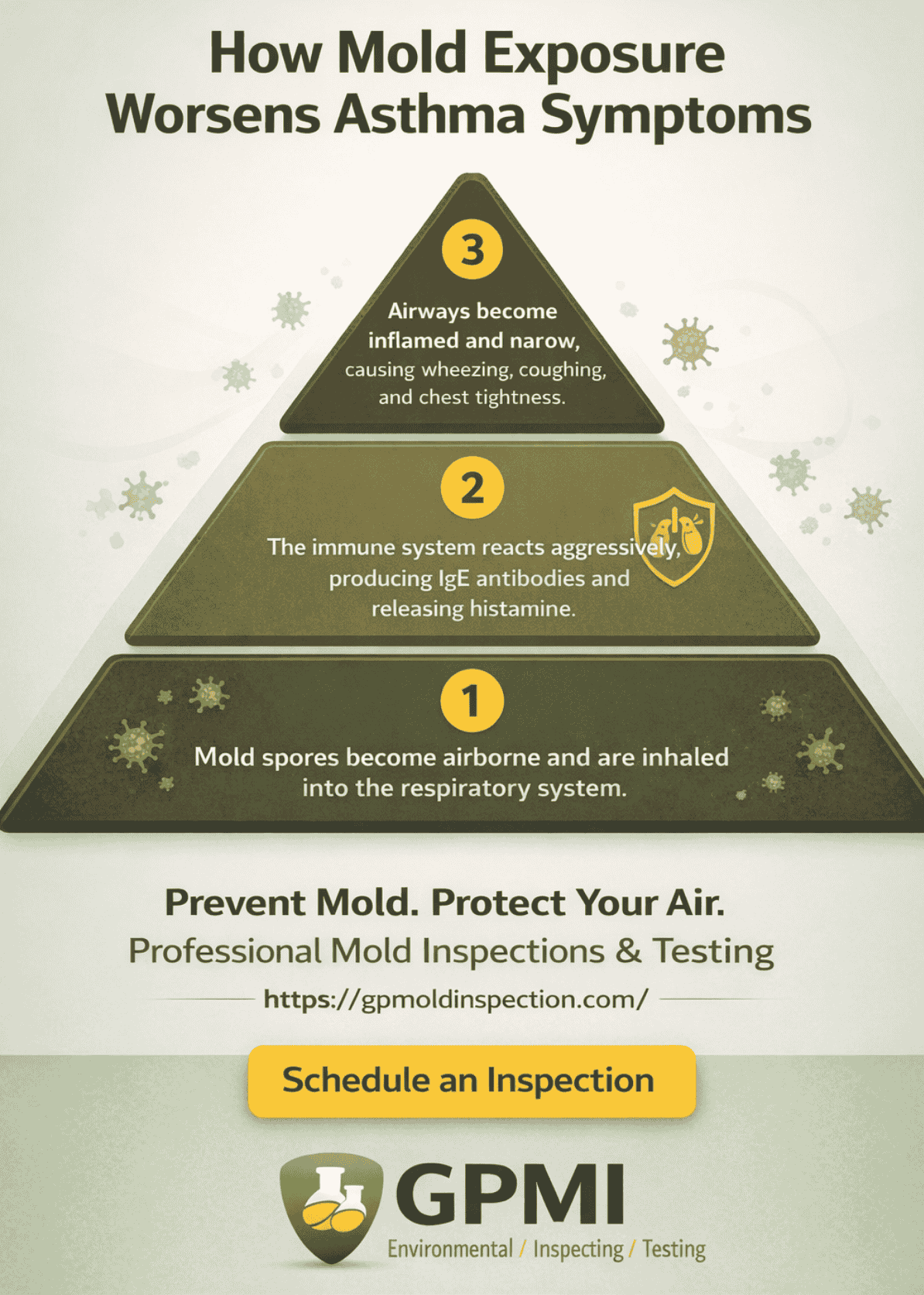 Infographic Explaining How Airborne Mold Spores Trigger Immune Response And Worsen Asthma Symptoms.