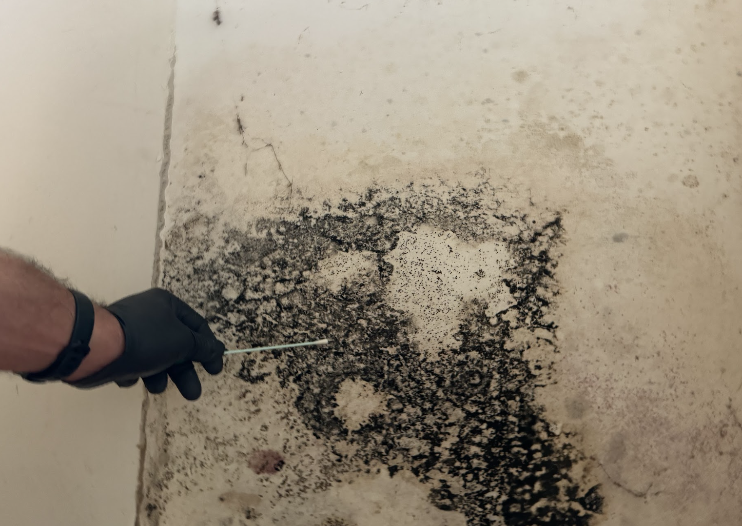 A Person Wearing A Black Glove Cleans A Moldy Wall, Removing Visible Patches Of Mold And Dirt.