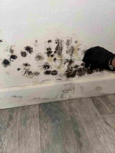 Mold Inspection Close Up