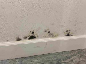 Mold Growth On Wall
