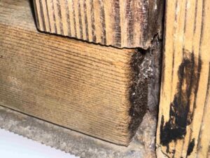 Close-Up Of Wood Rot