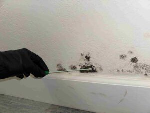 Mold Inspection