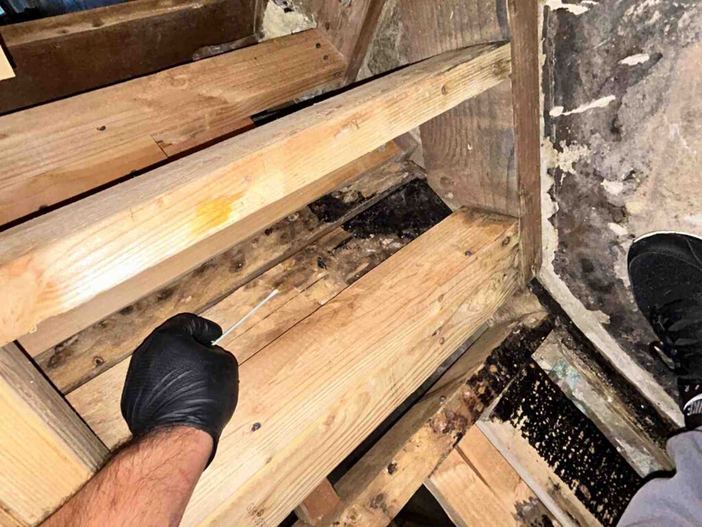 Musty Smell In House But No Visible Mold — What It Means 2 Musty Smell In House But No Visible Mold — What It Means 2