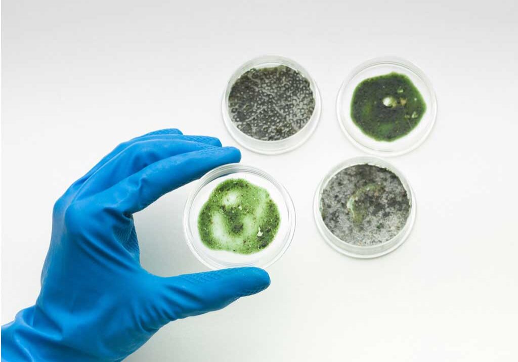 State Of The Art Mold Inspection And Testing State Of The Art Mold Inspection And Testing
