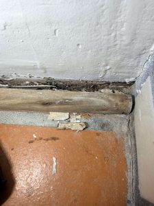 Close-up of a wall/floor joint with black mold, water damage and deteriorated wood along the baseboard, found during a certified GPMI mold inspection in Orange County.