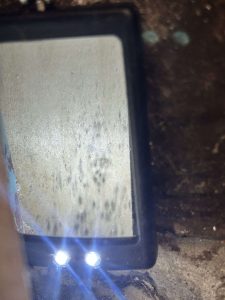 Lighted inspection magnifier held over wood surface showing dark mold spotting, found during a certified GPMI mold inspection in Orange County.